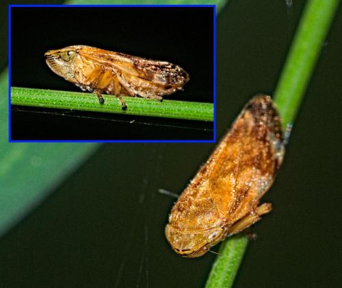 Philaenus spumarius